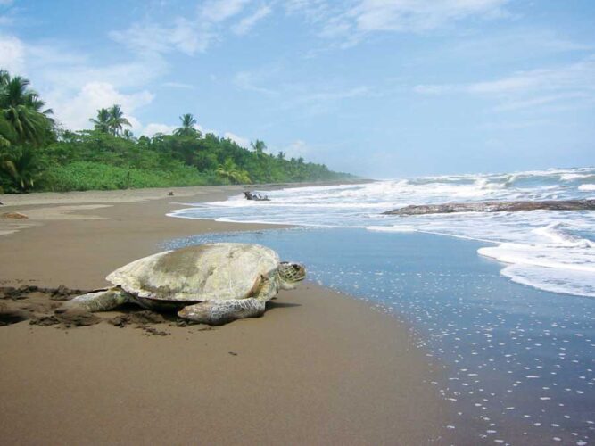 Volunteer Vacations with Idealist.org